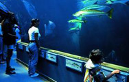 2 Oceans Aquarium 