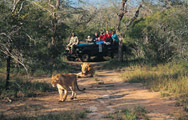 Game Drive and Lions
